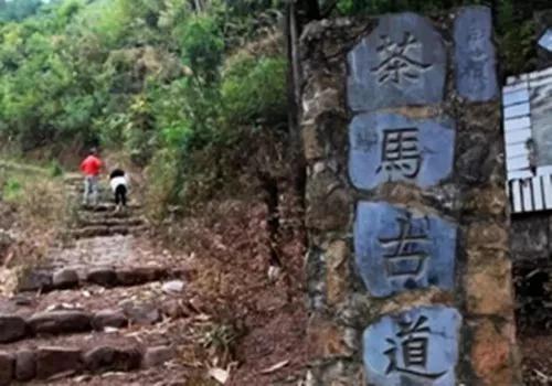 阿紫阳富硒茶