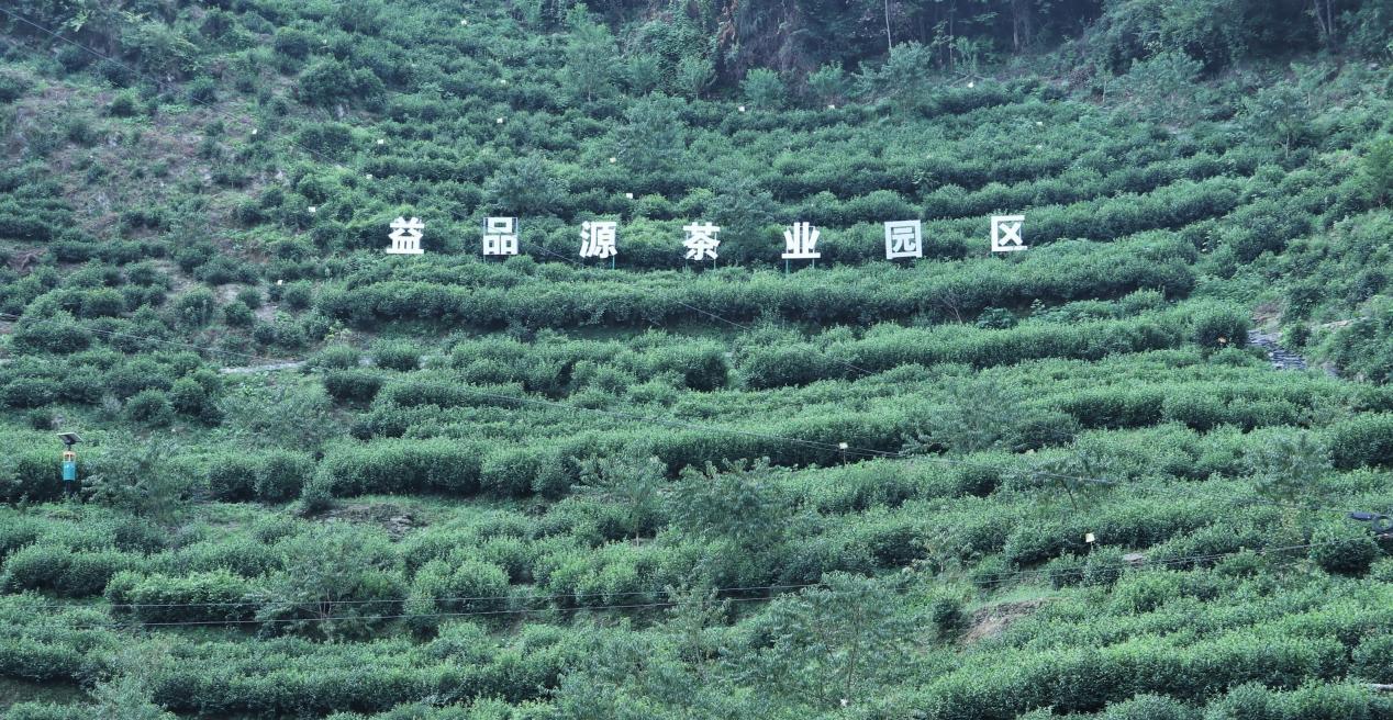 阿紫阳富硒茶