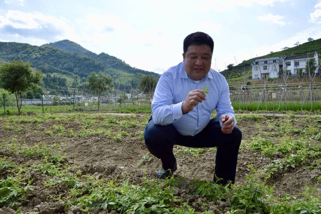 平利富硒黑茶