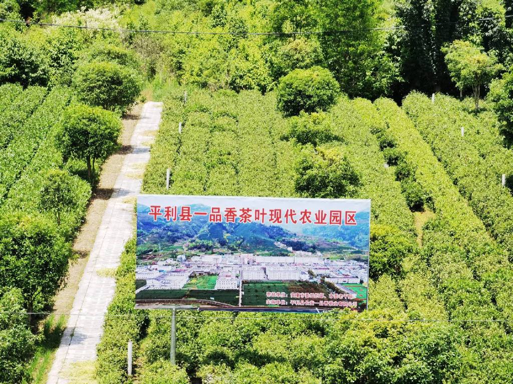 平利富硒黑茶