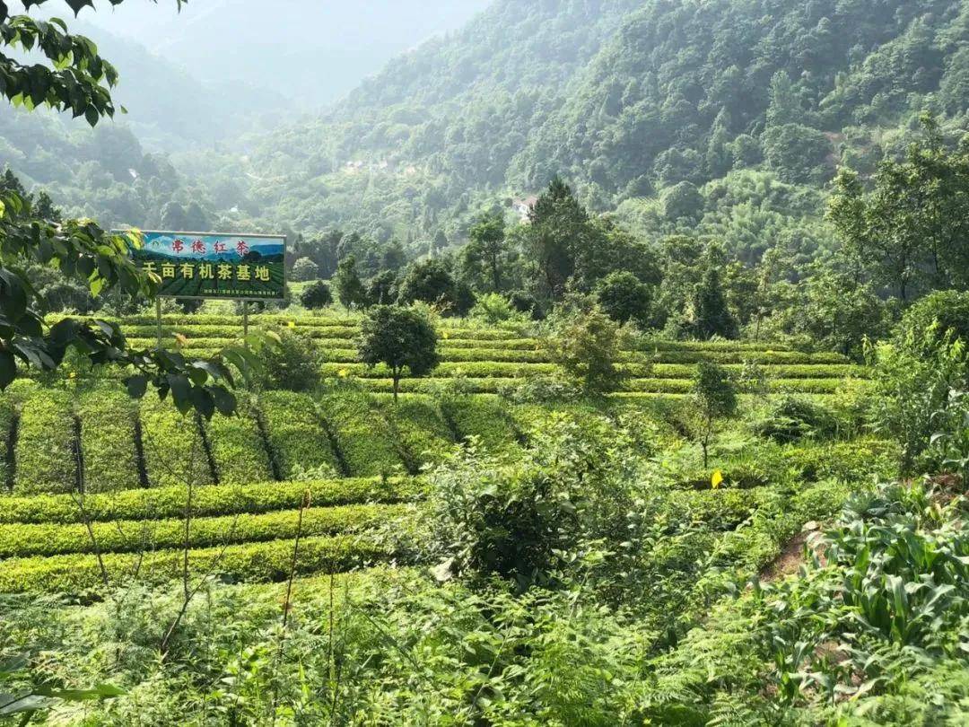 品高山富硒茶