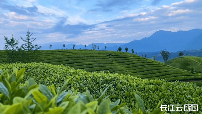 巴东红富硒茶
