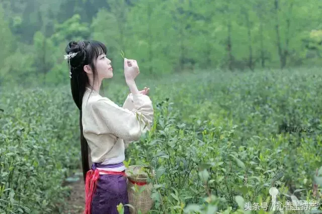 品高山富硒茶