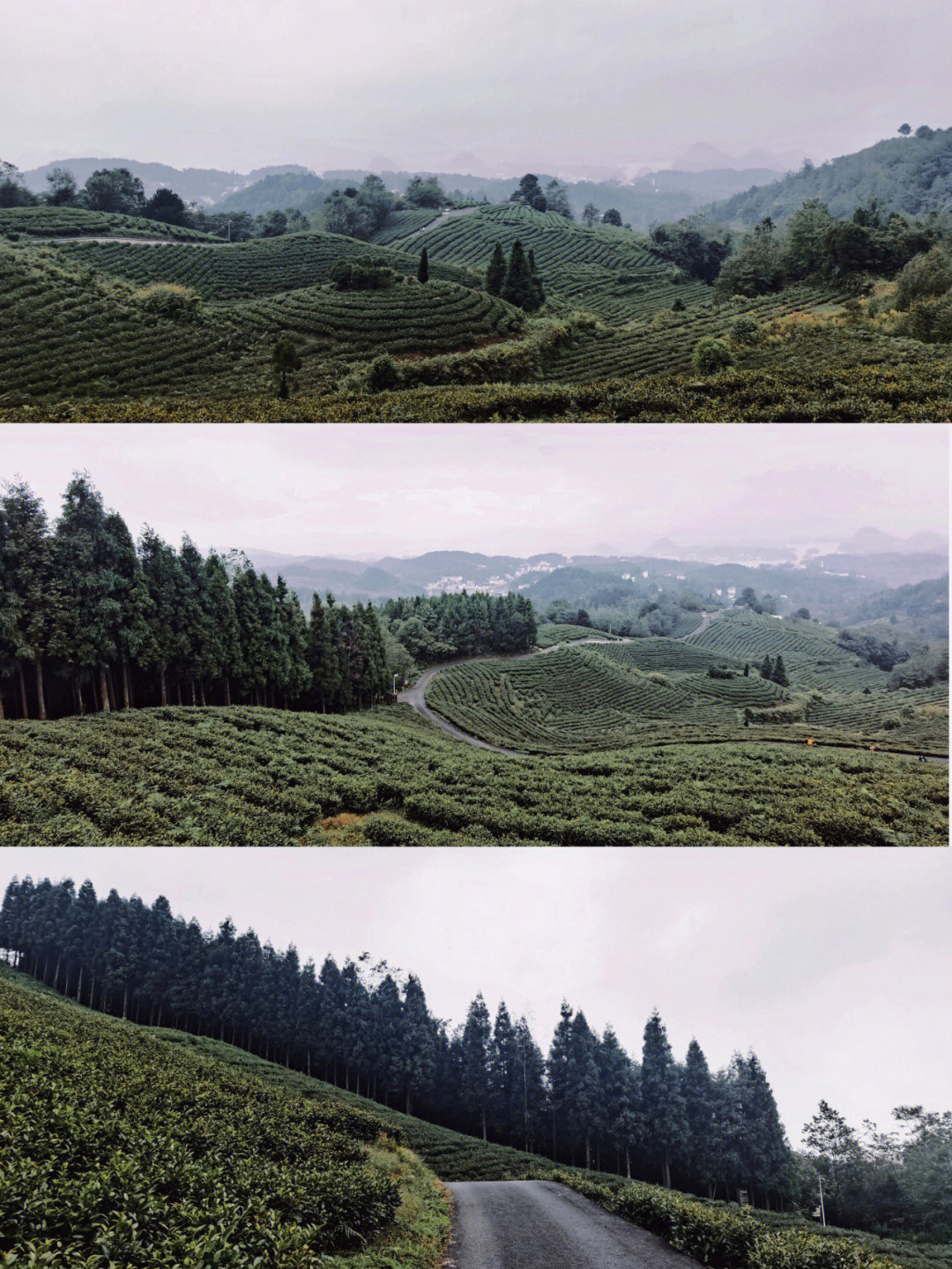 富硒茶的吃法
