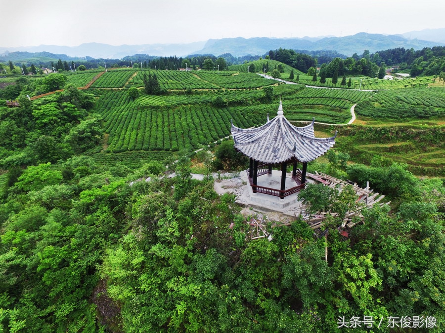 富硒茶的吃法