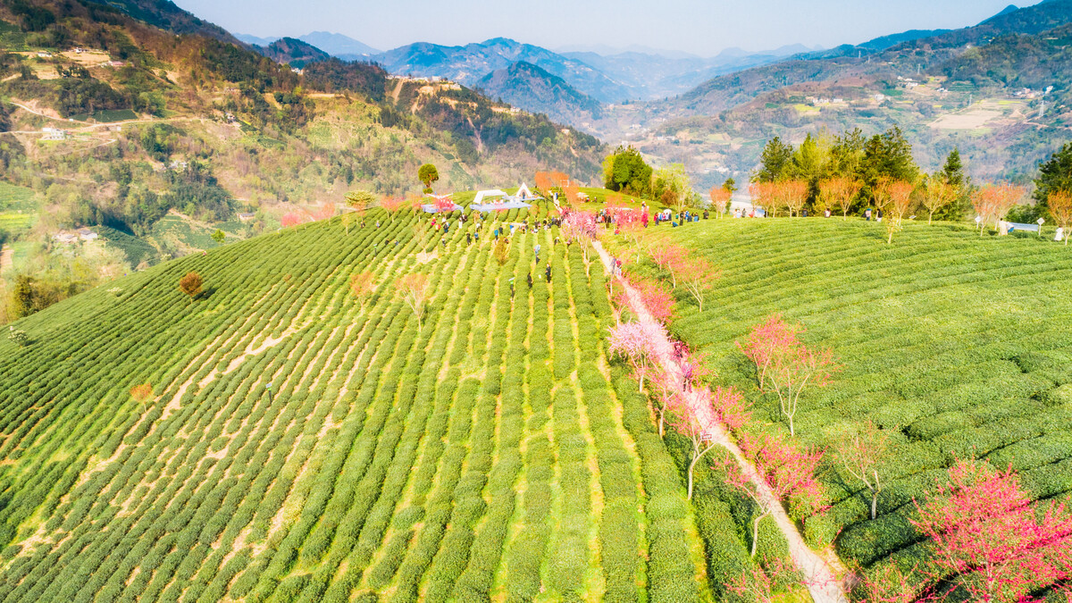 富硒茶的产区