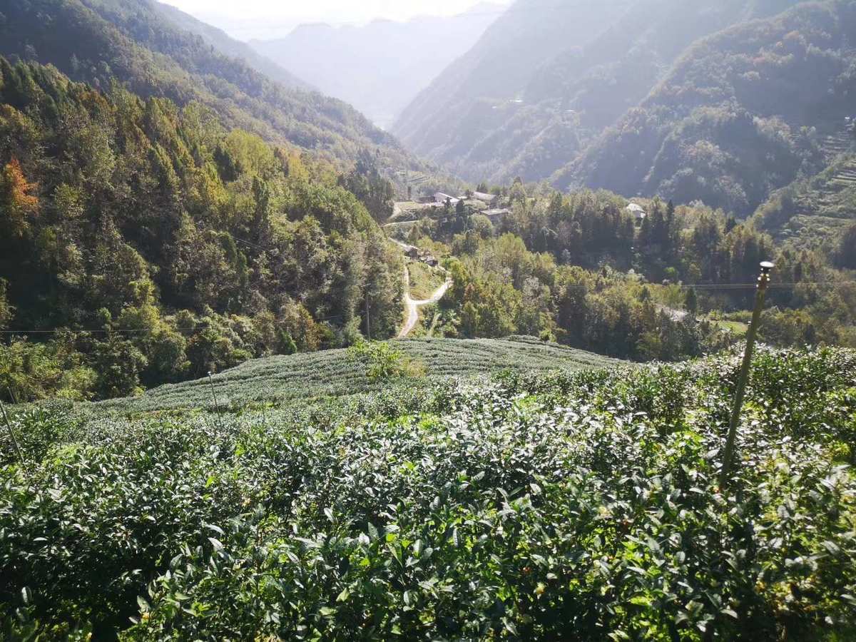 富硒茶的产区