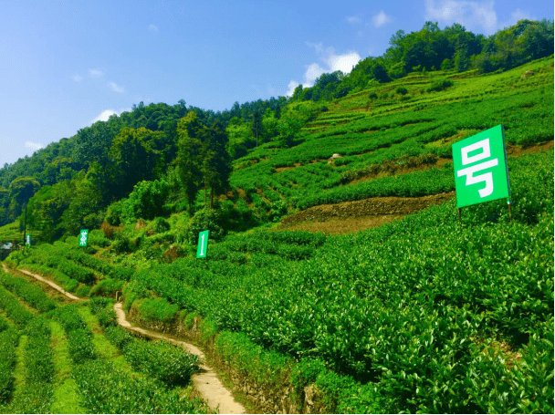富硒茶的产区