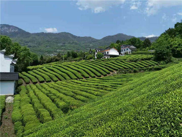 富硒茶的产区