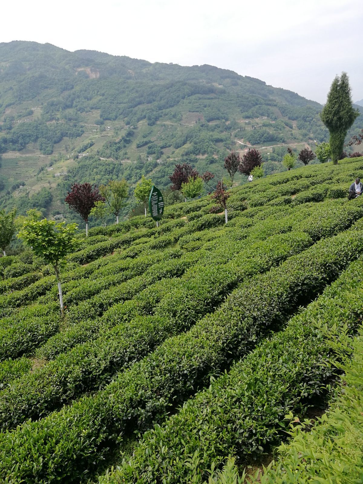 紫阳富硒茶价