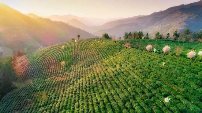 文笔山富硒茶