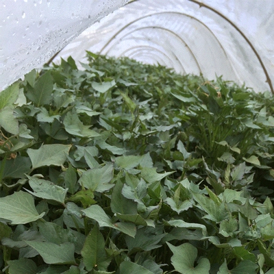 富硒地瓜叶茶