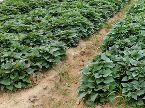 富硒地瓜叶茶