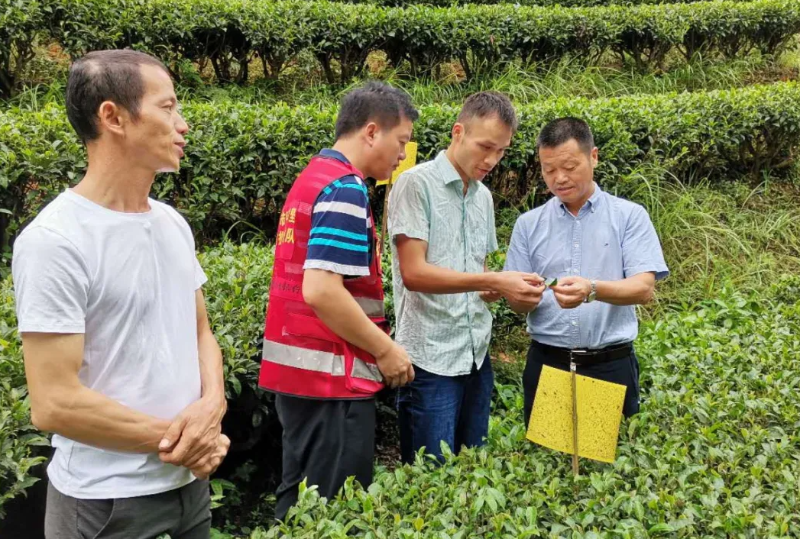 富硒茶小九九