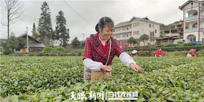 凤冈锌硒富茶