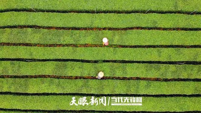 凤冈锌硒富茶