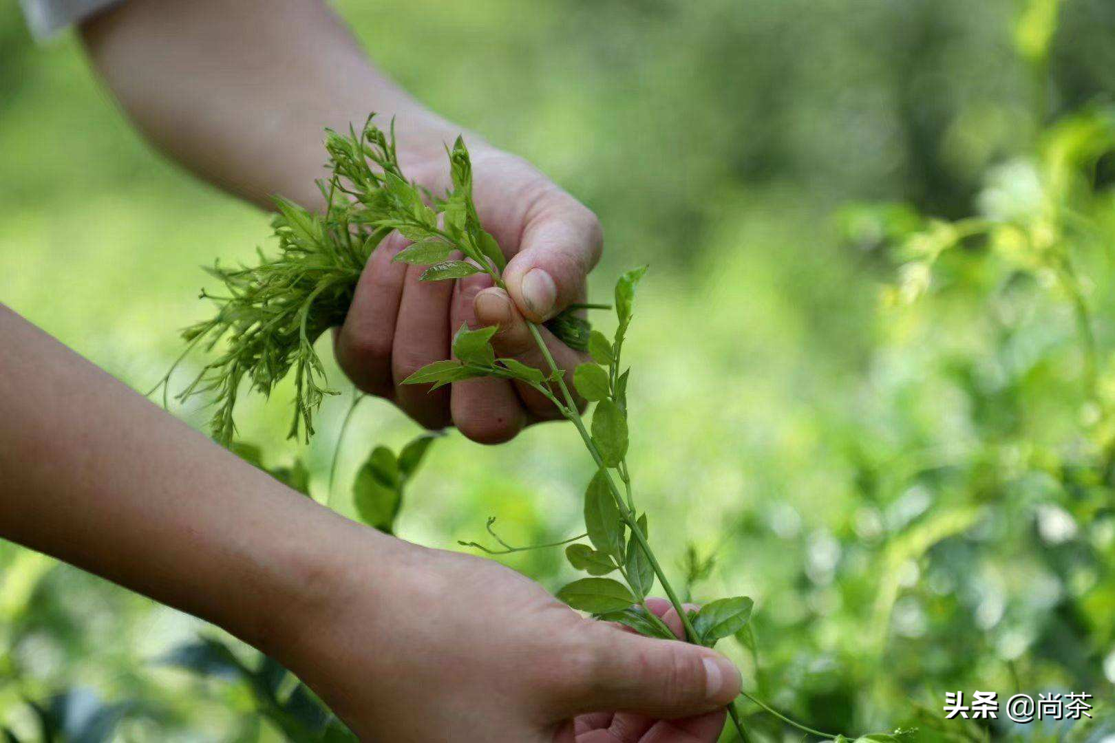 富硒藤茶传人