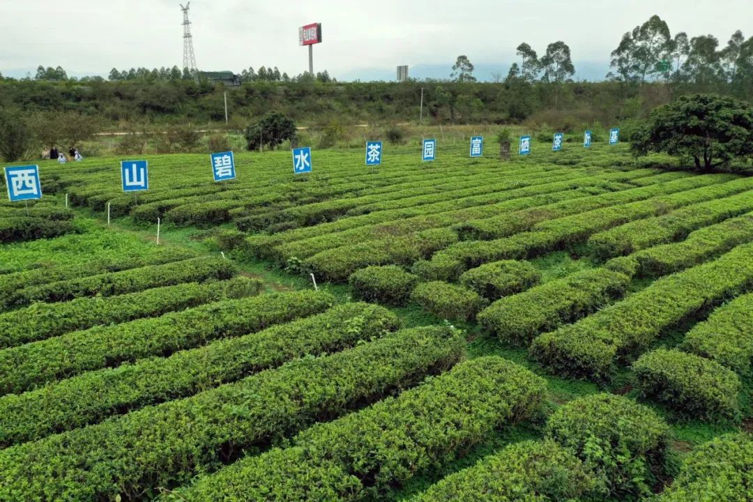 月池牌富硒茶