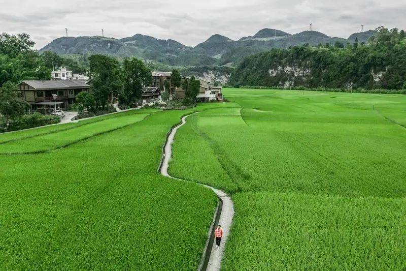 凤冈锌硒富茶