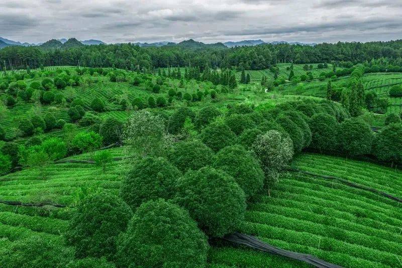 凤冈锌硒富茶