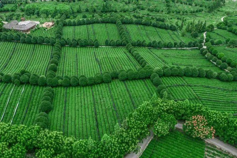 凤冈锌硒富茶