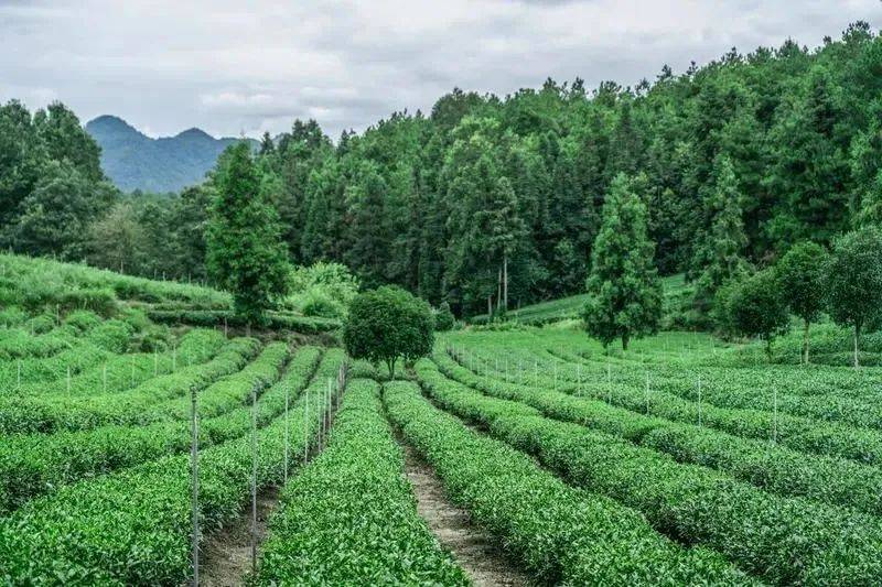 凤冈锌硒富茶