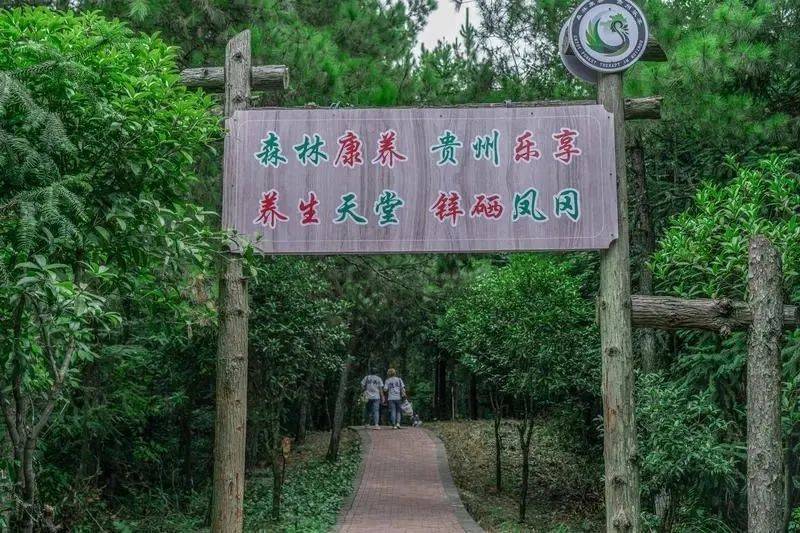 凤冈锌硒富茶