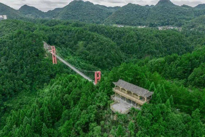 凤冈锌硒富茶