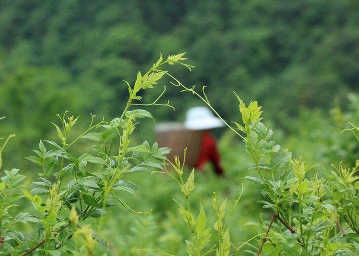 富硒藤茶传人