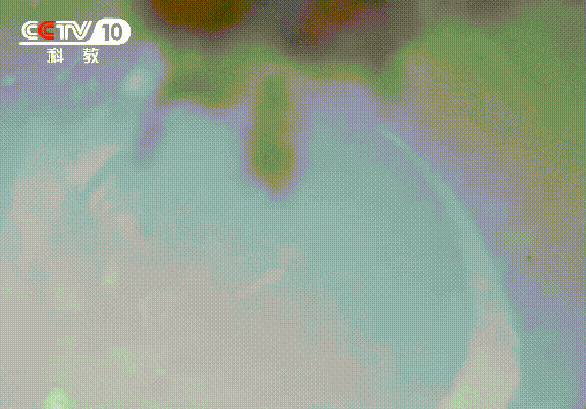 富硒莓茶价格