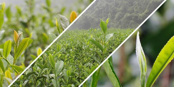 买紫阳富硒茶