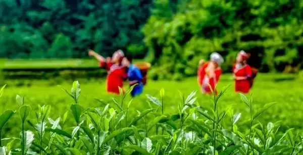 富硒茶直播词