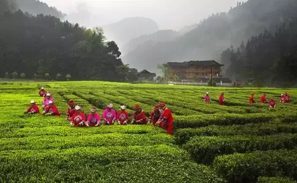 富硒茶直播词