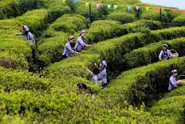 富硒茶直播词