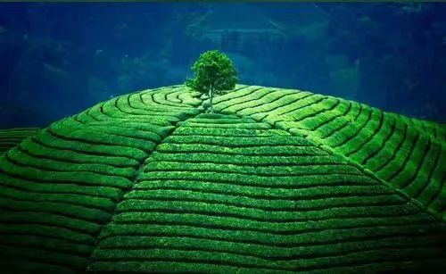 开阳富硒球茶