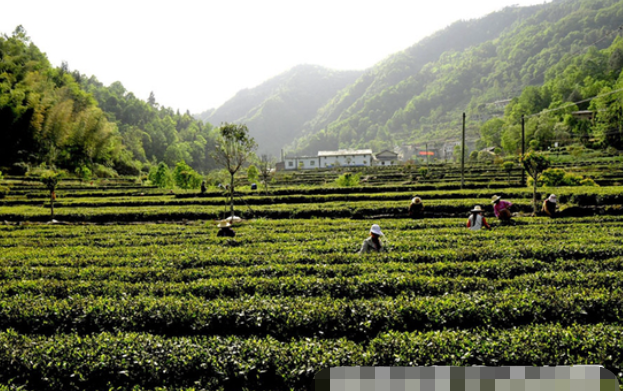 难得的富硒茶