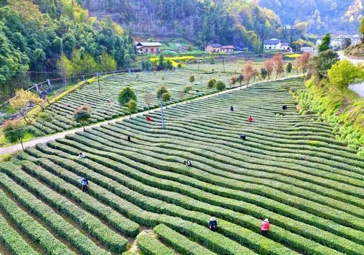 常德富锌硒茶