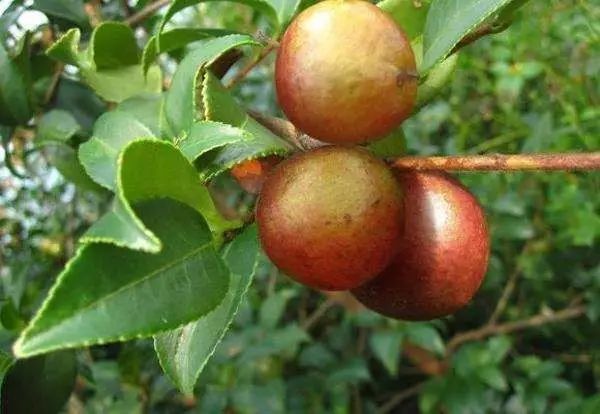 富硒藤茶颗粒