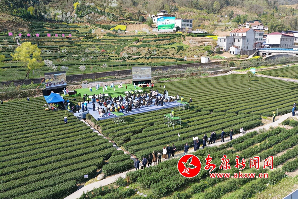 哪个富硒茶好
