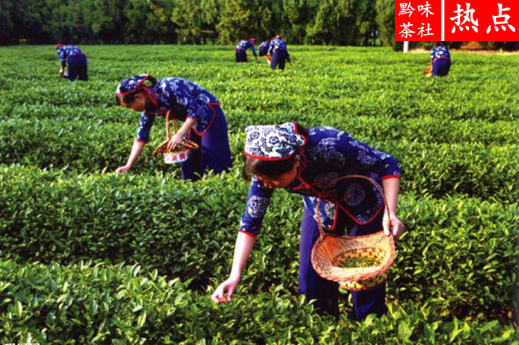 印度产富硒茶