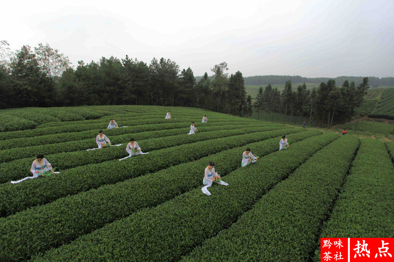 印度产富硒茶