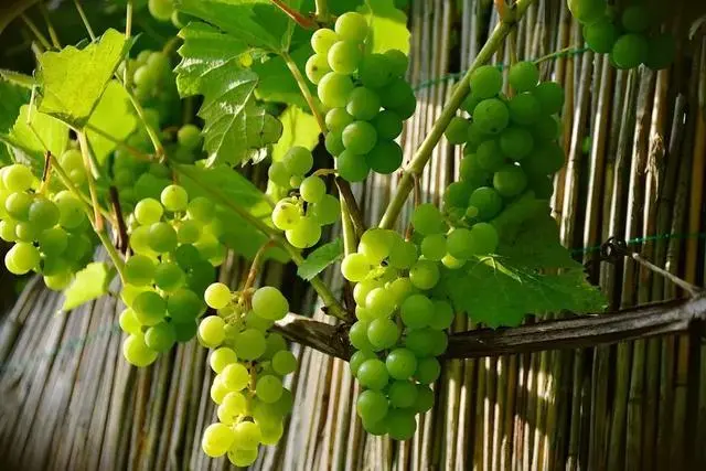 梨子寨富硒茶