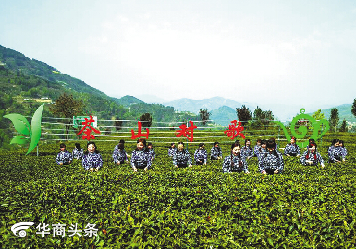 紫阳富硒老茶