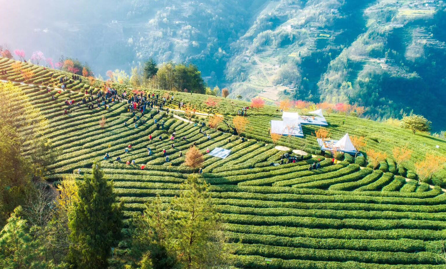 紫阳富硒老茶
