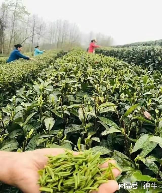 富硒茶的名字