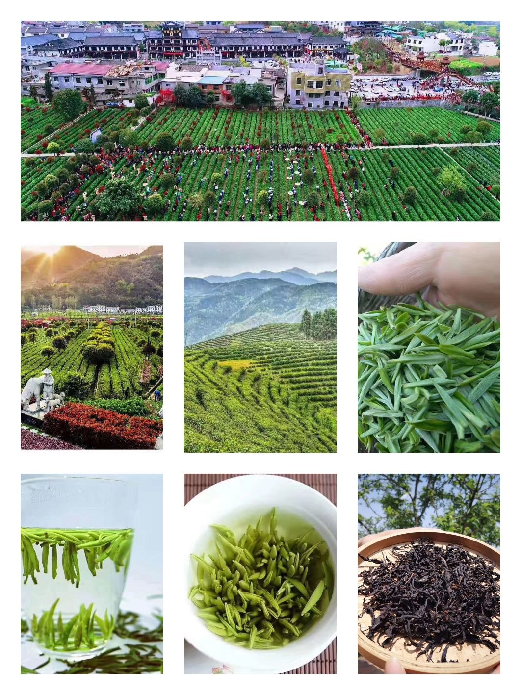 富硒原生古茶