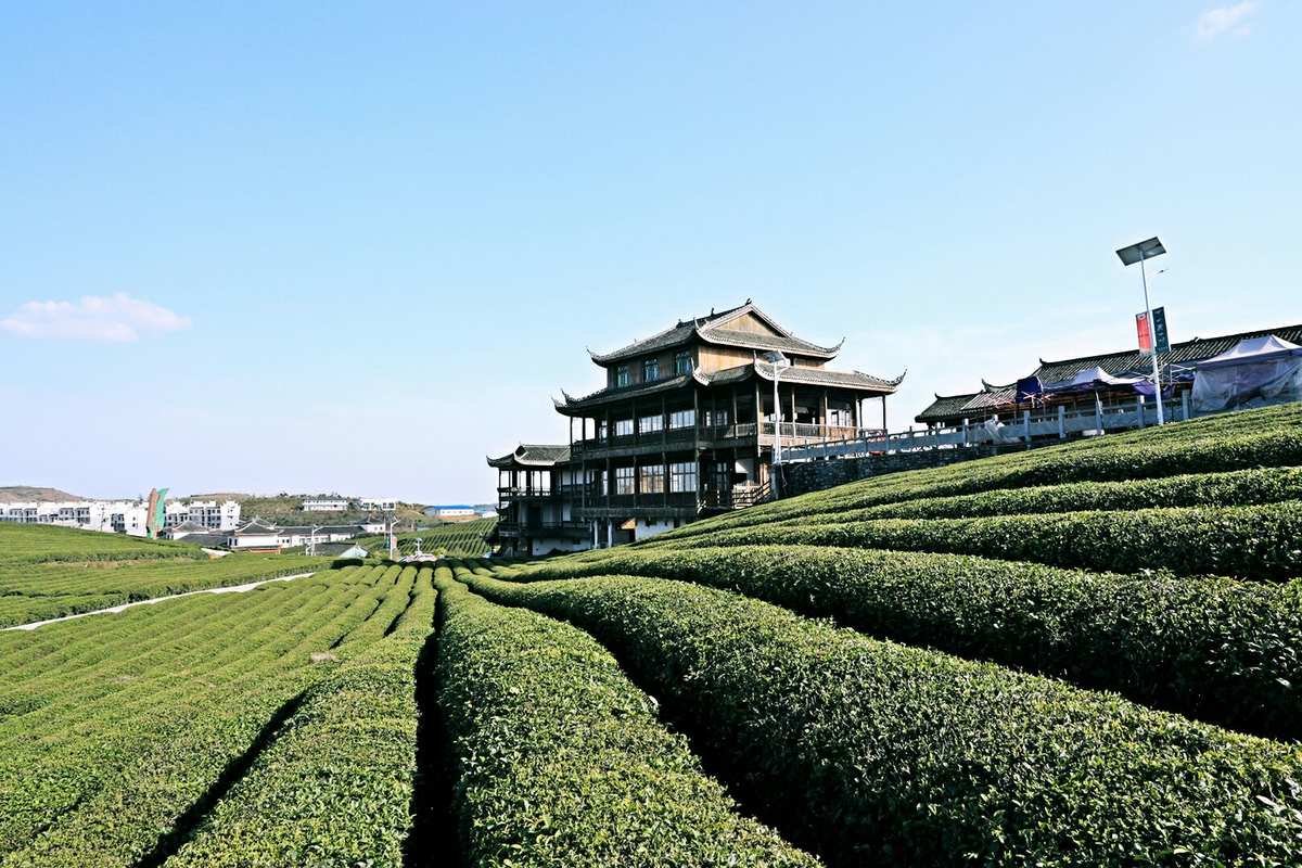 湄潭茶是富硒