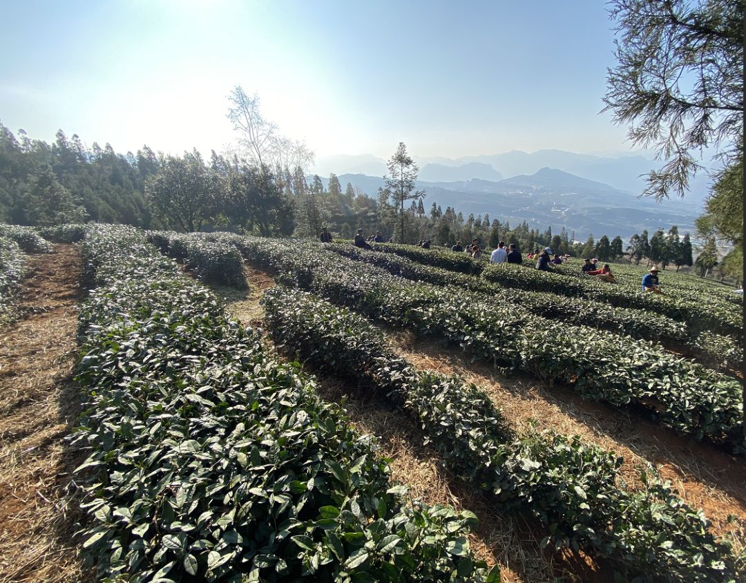湄潭茶是富硒