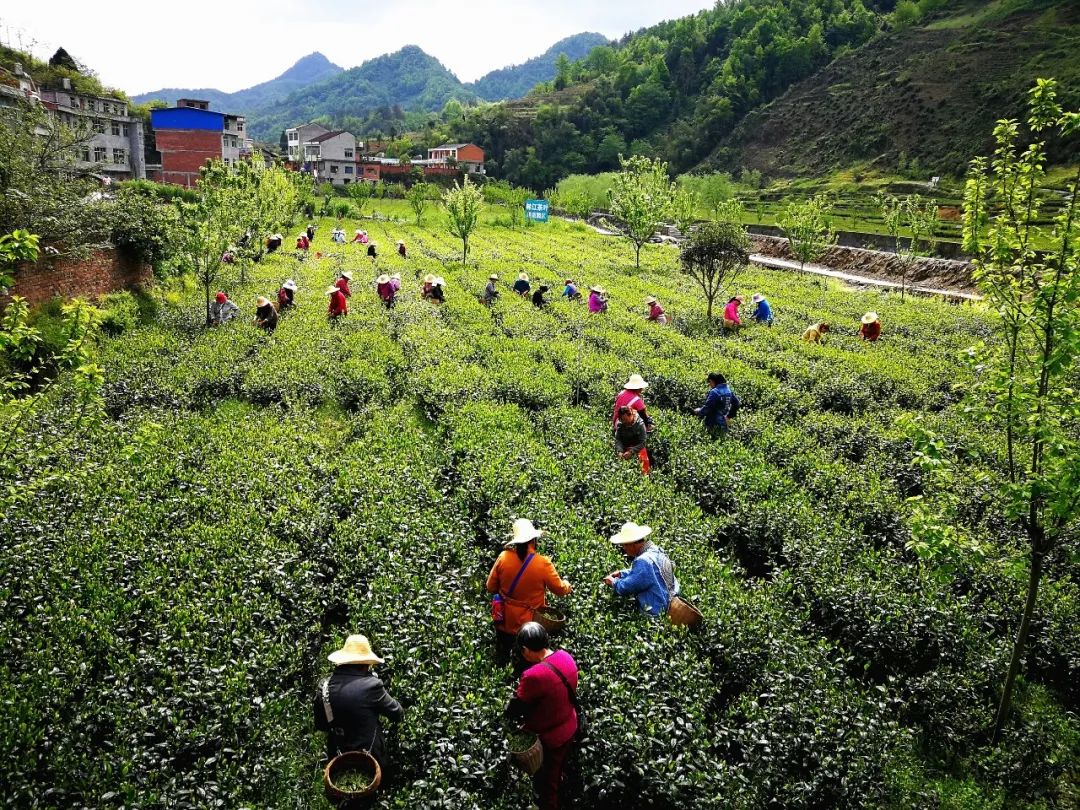 大竹园富硒茶