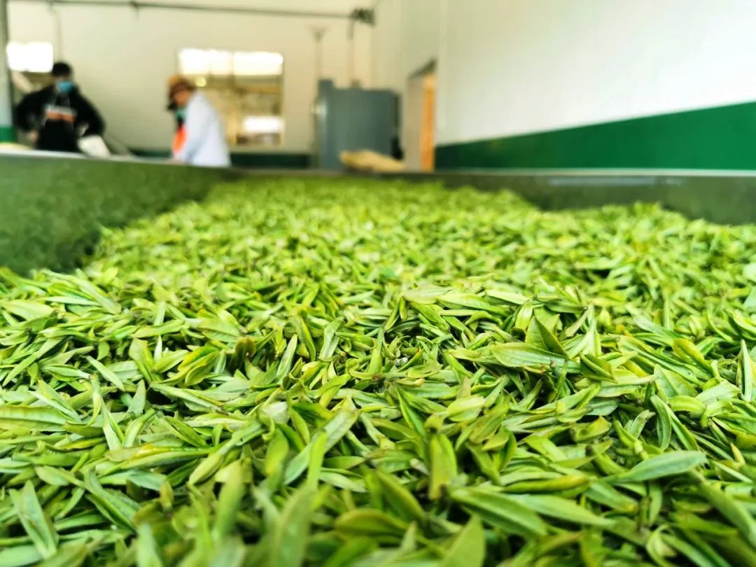 大竹园富硒茶